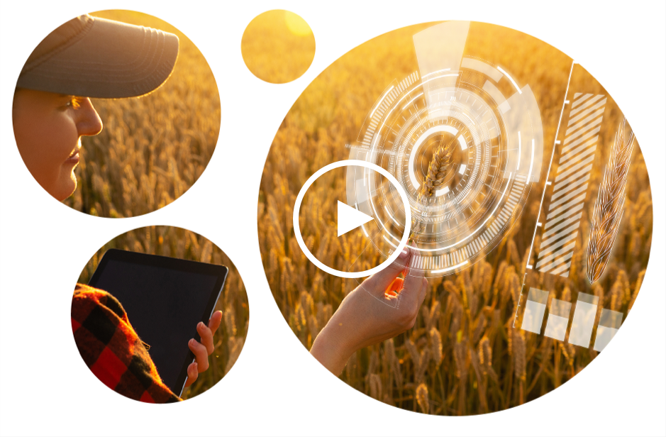 A female farmer uses technology to check the health of her crops.