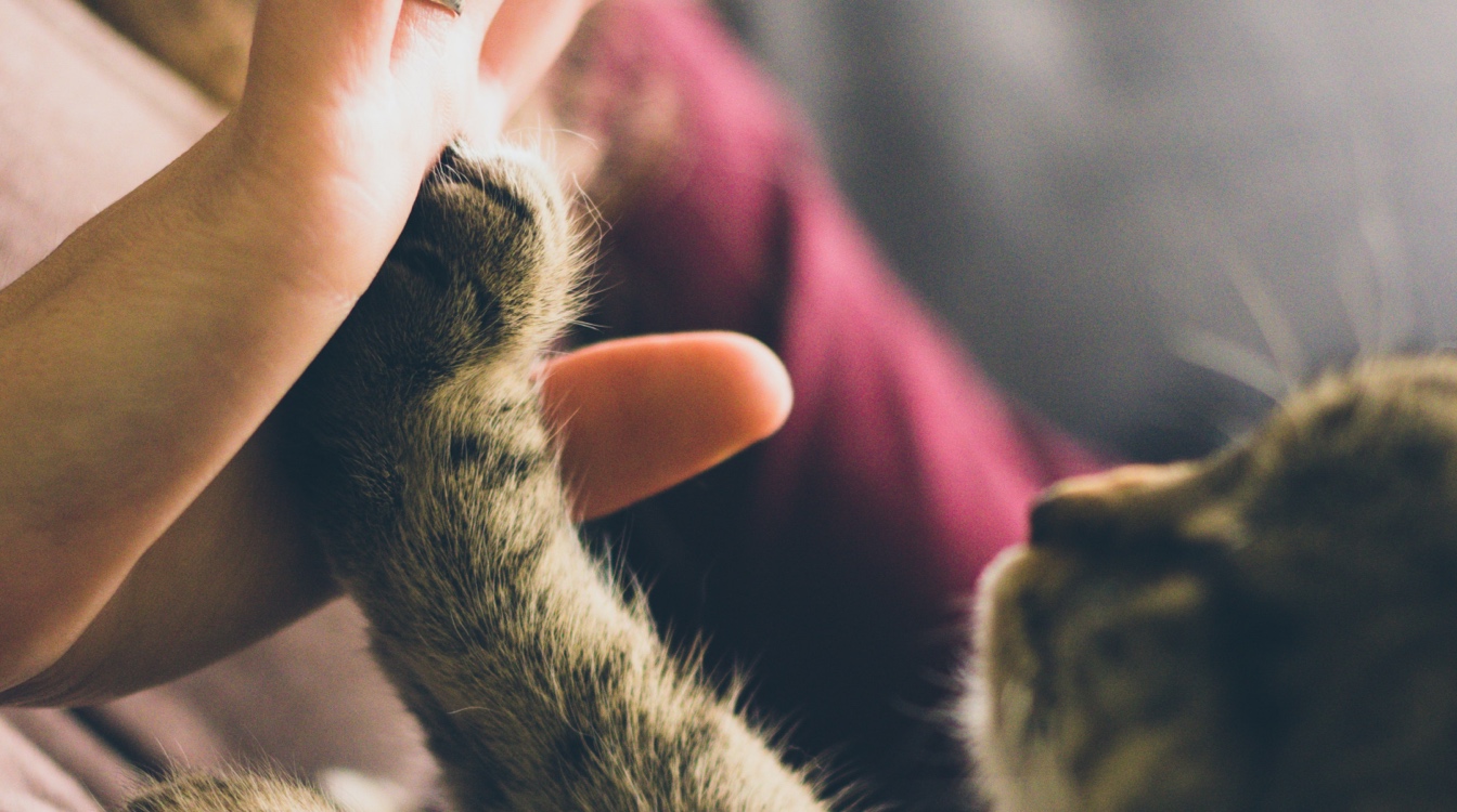 Cat Graphic