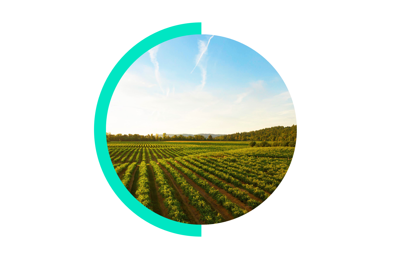 Next in Food Supply Chain