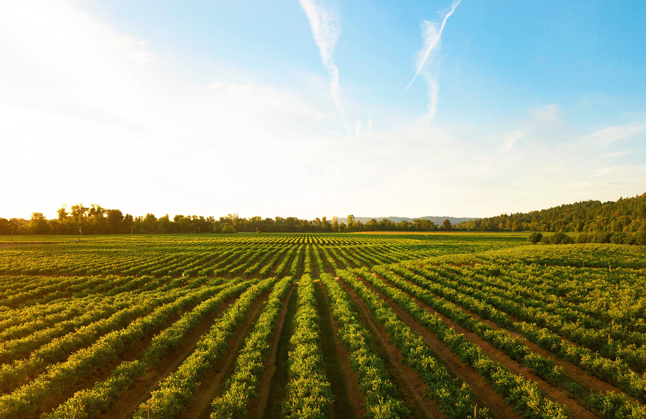 Redesigning Food Supply Chains