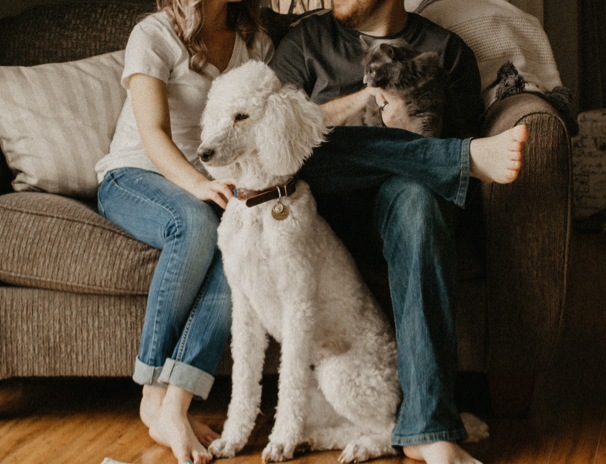 Person petting a dog