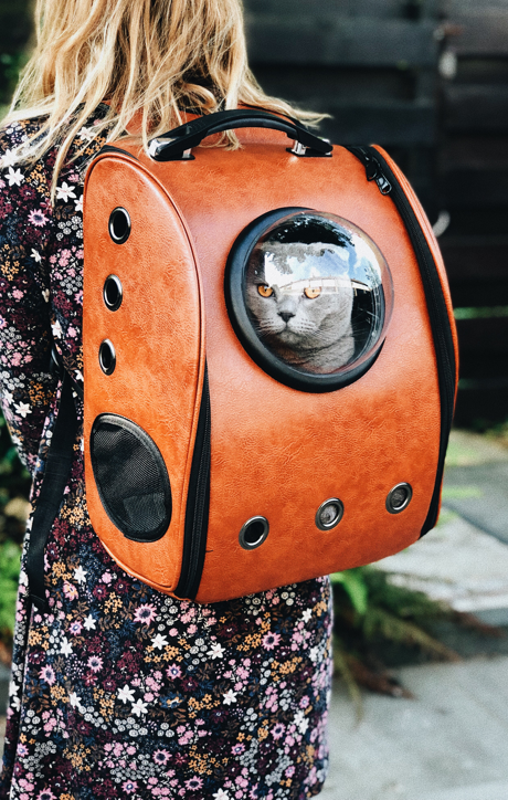 Cat in a pet backpack