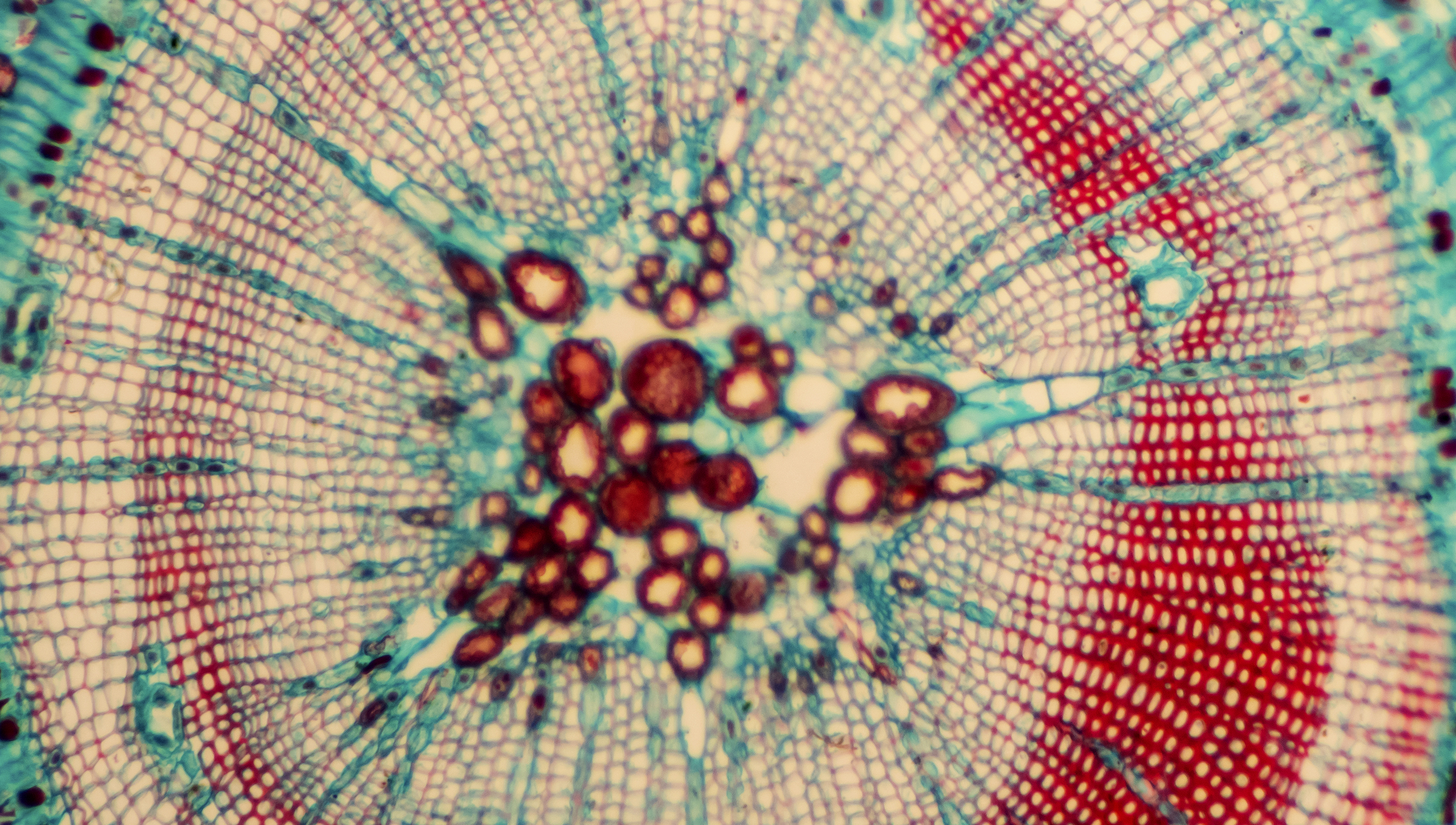 a group of cells viewed through a microscope