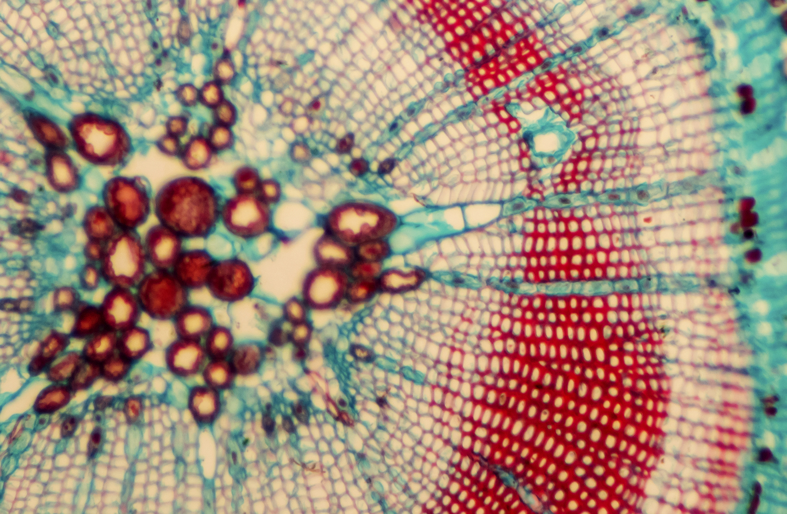 Why Ecosystems Matter